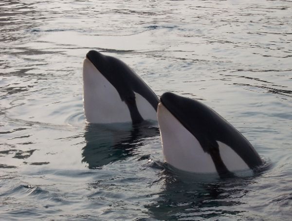 Inouk (left) and Wiki