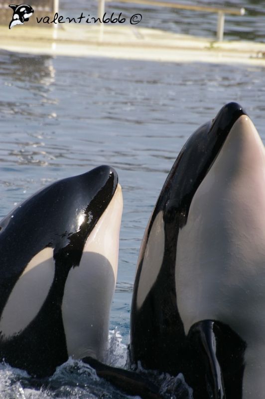 Inouk (right) and Wiki