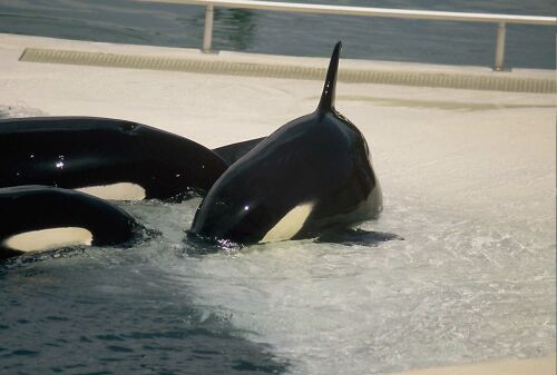 Inouk (left), Sharkane and Wiki