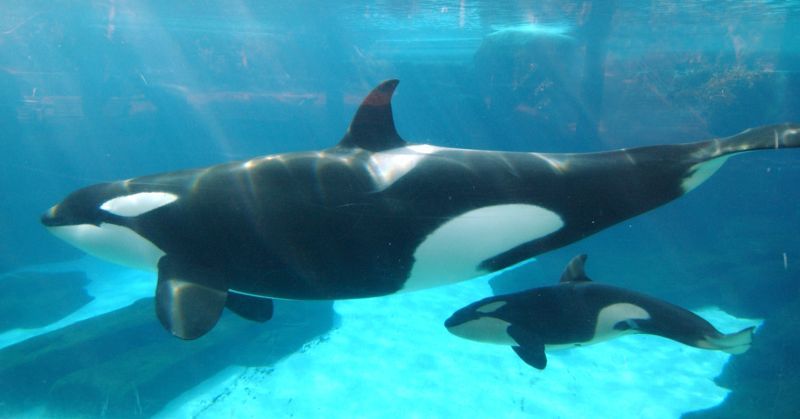 Kasatka (left) and Kalia