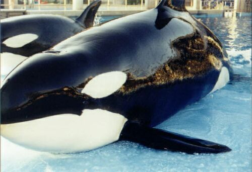Kayla (right) and Kyuquet