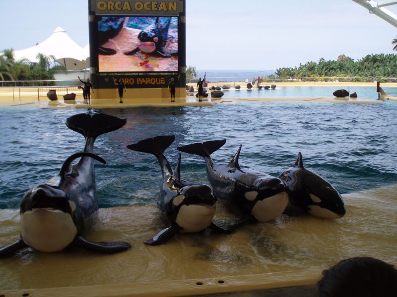 Keto, Kohana, Tekoa and Skyla (left to right)
