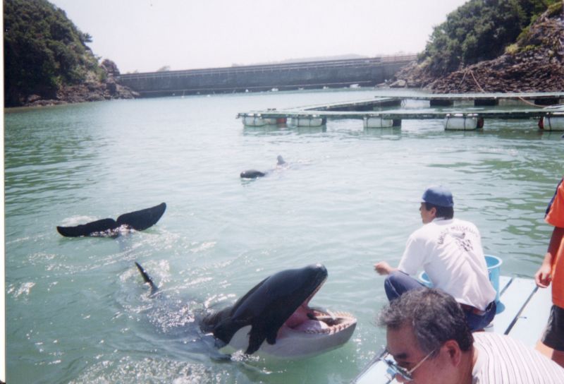 Ku with False killer whale in the back
