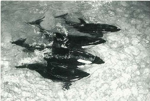 Maggie, Bingo, Oscar and Stella (bottom to top)