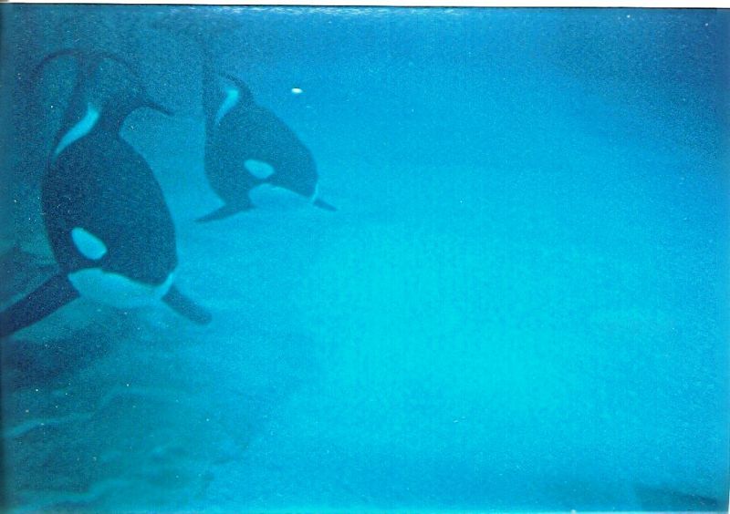 Nootka 4 (right) and Tilikum
