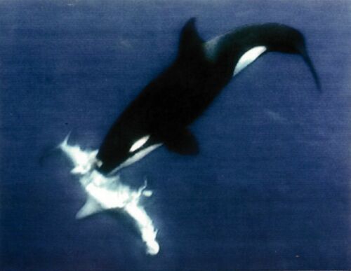 Orca with Hammerhead shark