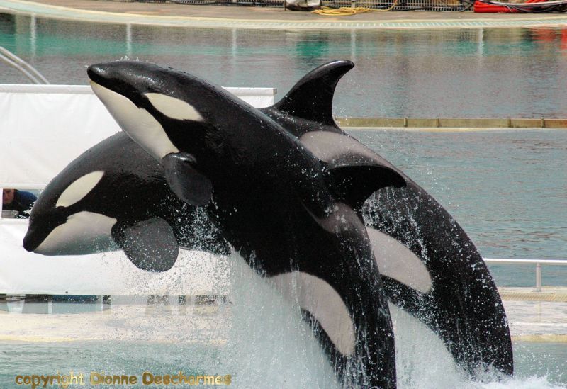 Wiki (front) and Sharkane