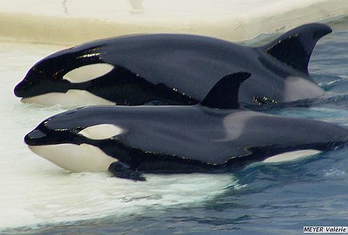 Sharkane and Wiki