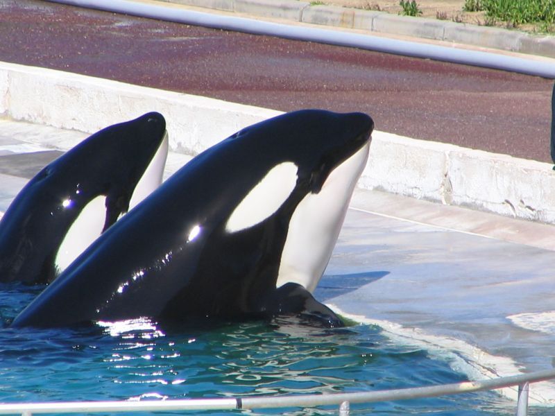 Sharkane and Wiki (left)