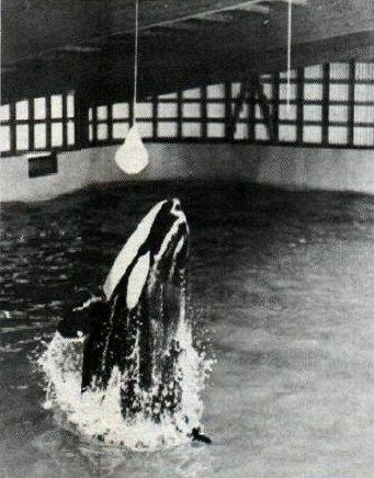 young Tilikum in Iceland