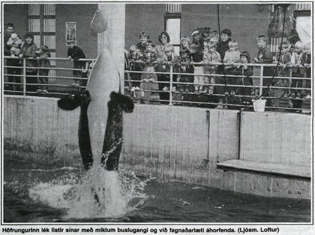 young Tilikum in Iceland