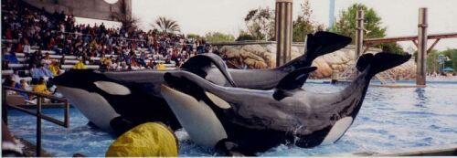 Tillikum and Kalina
