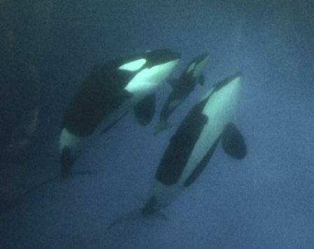 picture of Kohana with her mother Takara and her grandmother Kasatka, three generations of captive orcas separated by SeaWorld