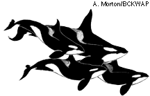 Orcas by Alexandra Morton