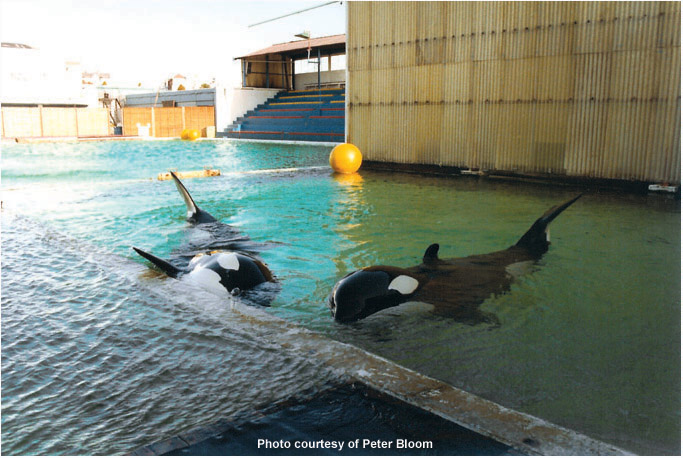 Nemo (left) and Neptune