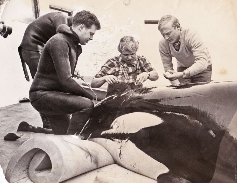 Vancouver Aquarium staff tend to Skana after her crash through an observation window in January 1968
