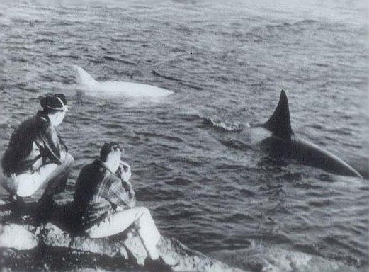 T3 with another white orca in January 1958