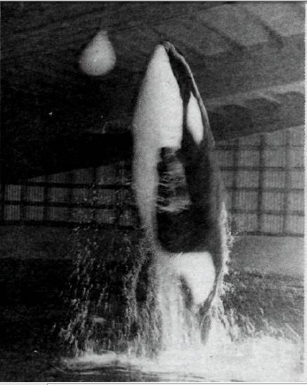 young Tilikum in Iceland