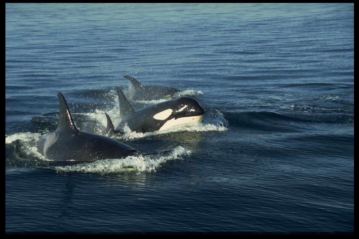 What is an Orca?