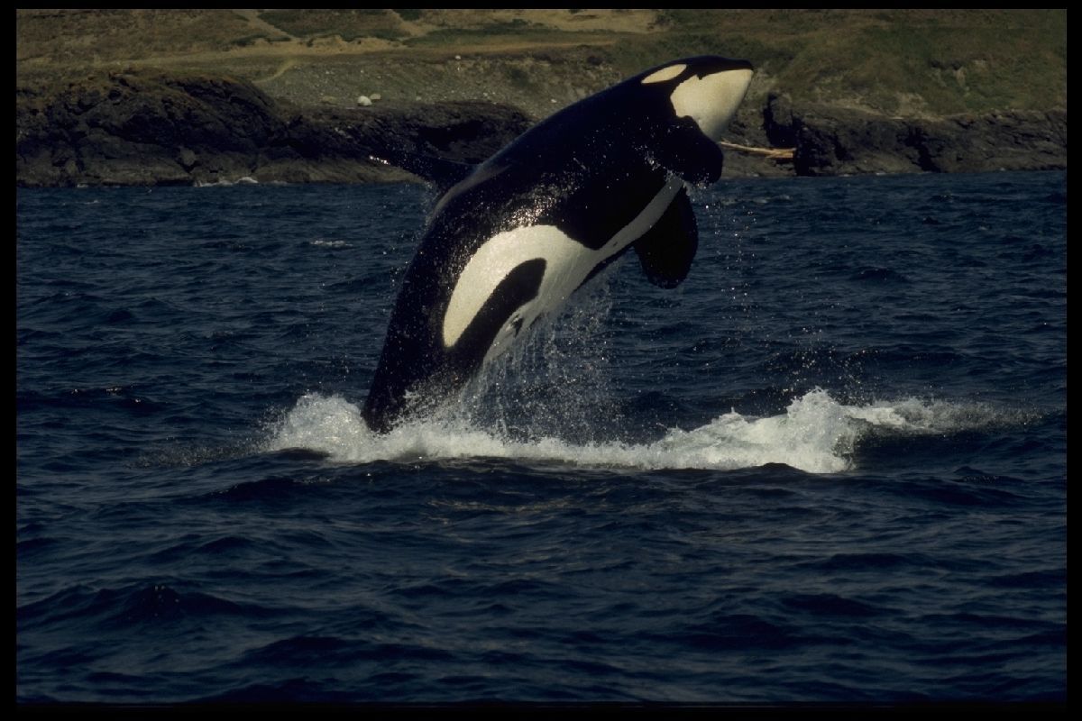 That is an Orca!